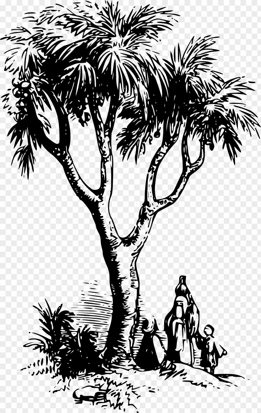 Silhouette Asian Palmyra Palm Drawing Arecaceae Clip Art PNG