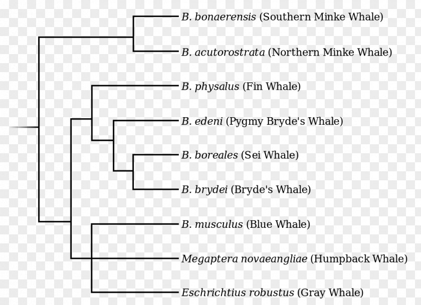 Hereditary Rorquals Fin Whale Sei Blue Right Whales PNG
