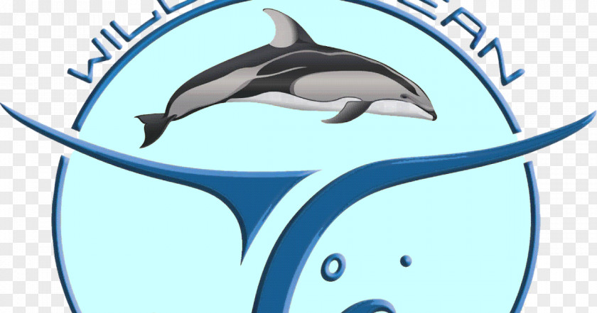 Minke Whale Common Bottlenose Dolphin Cartoon Line Clip Art PNG