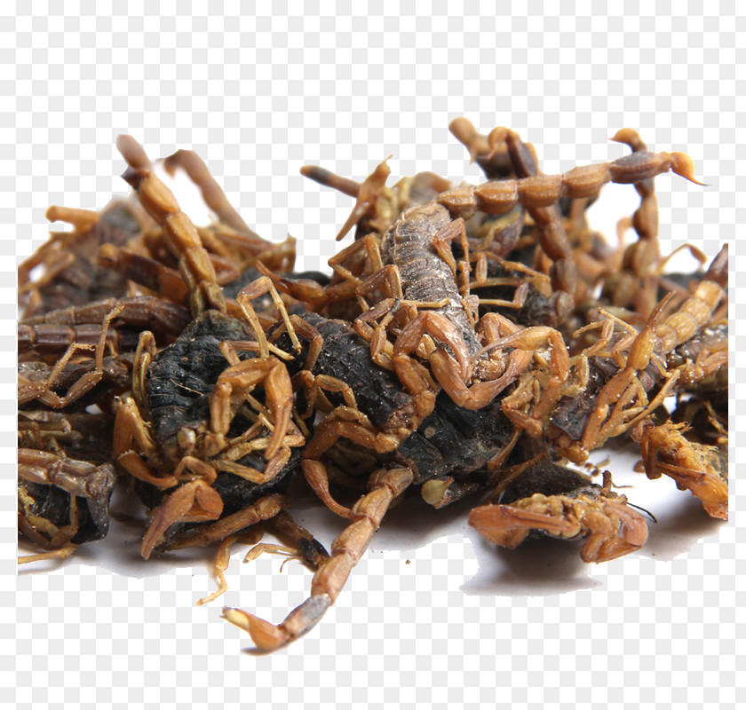 Scorpion Herbs Herbaceous Plant Chinese Herbology PNG