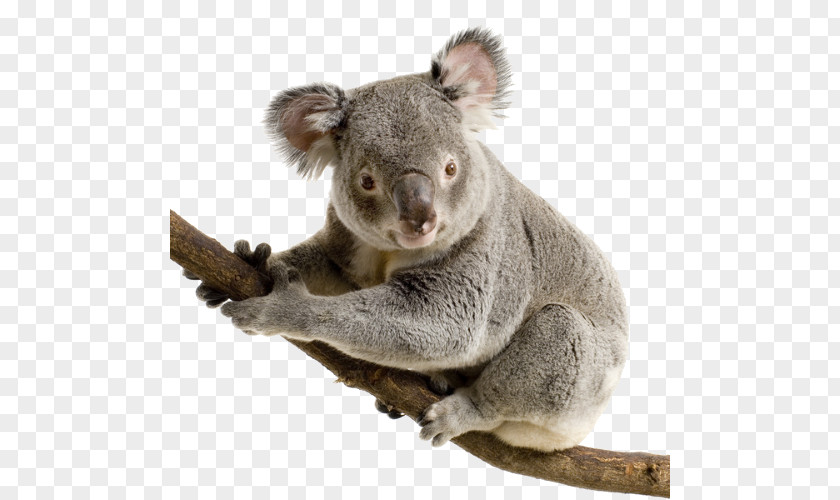 Koala Bear Giant Panda Cuteness PNG