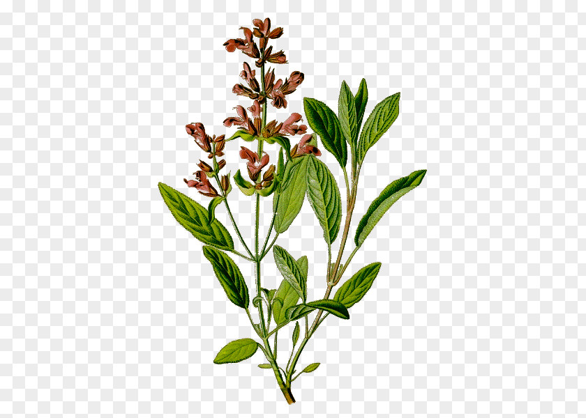 Plant Common Sage Herbalism Botanical Illustration Medicinal Plants PNG
