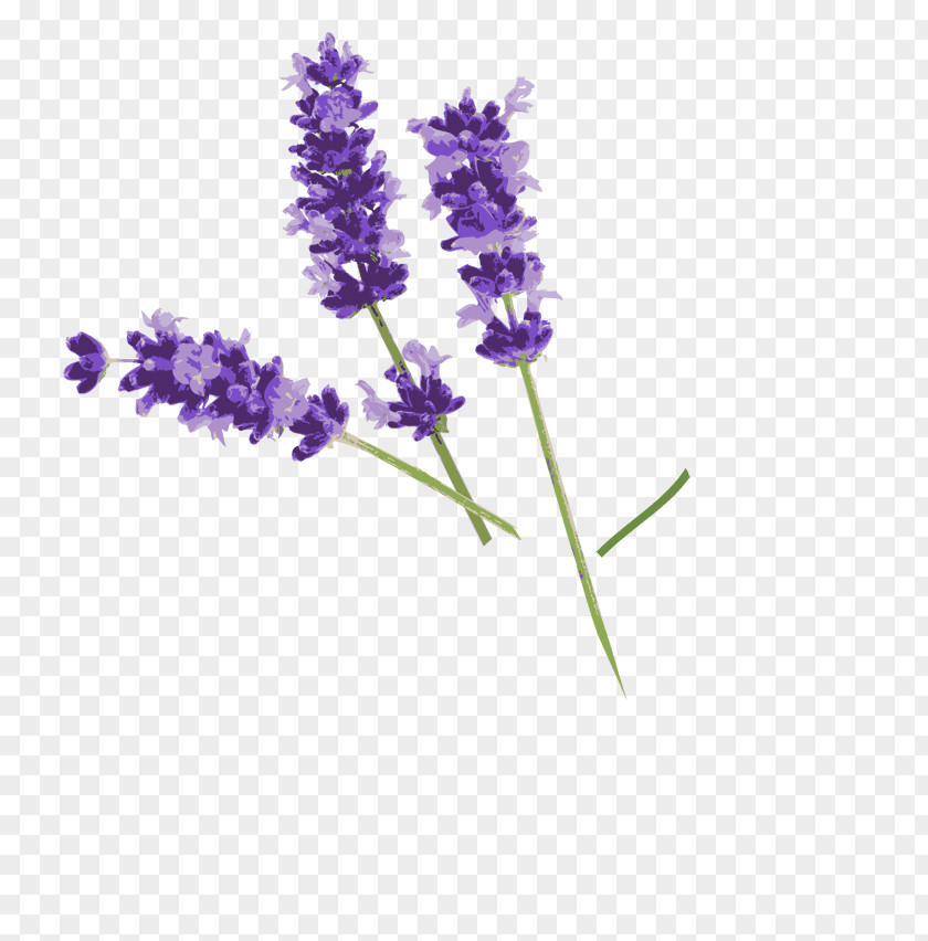 Chamomile English Lavender French Flower PNG