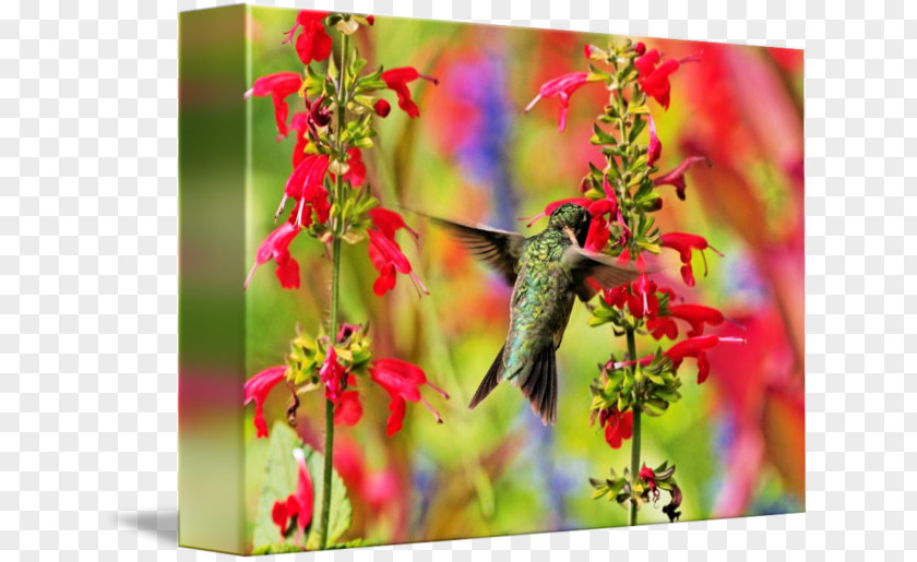 Ruby-throated Hummingbird Salvia Farinacea Guaranitica Stock Photography PNG