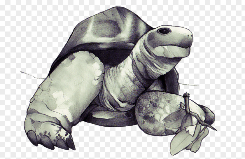 Tortoide Sea Turtle Reptile Vertebrate Drawing PNG