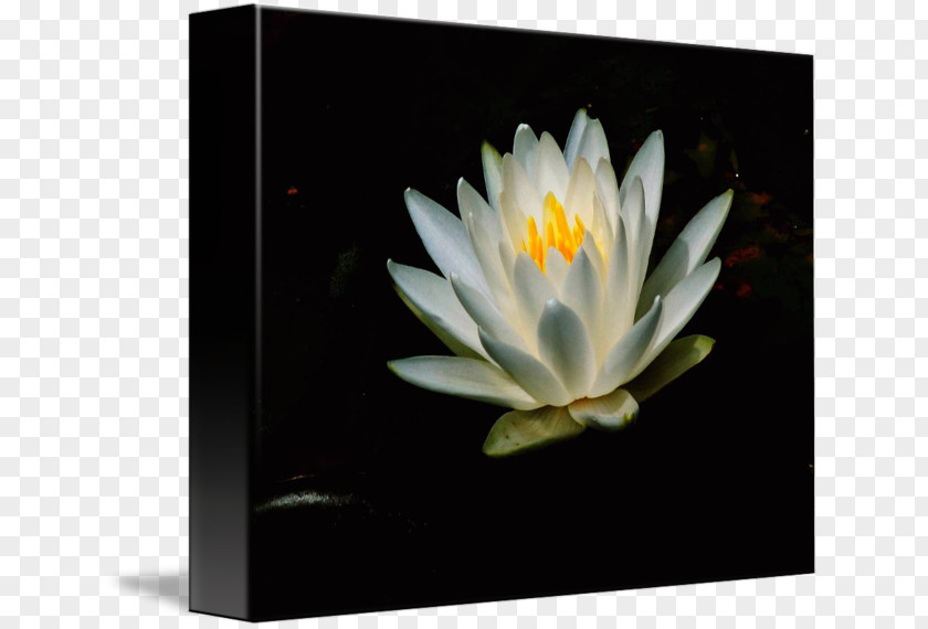Water Lilies Flower Still Life Photography Petal Plant PNG