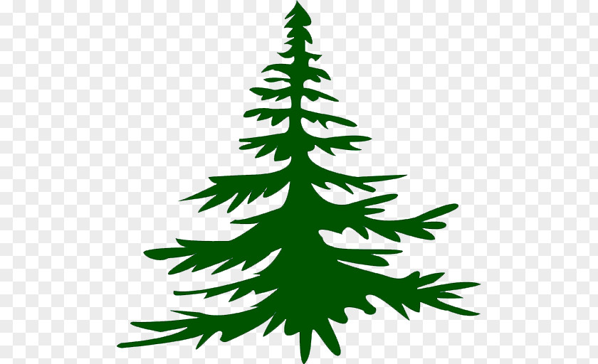 Christmas Tree Spruce Fir Pine Twig PNG