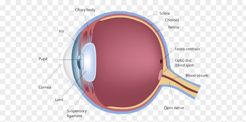 Eye Anatomy Human Diagram Retina PNG