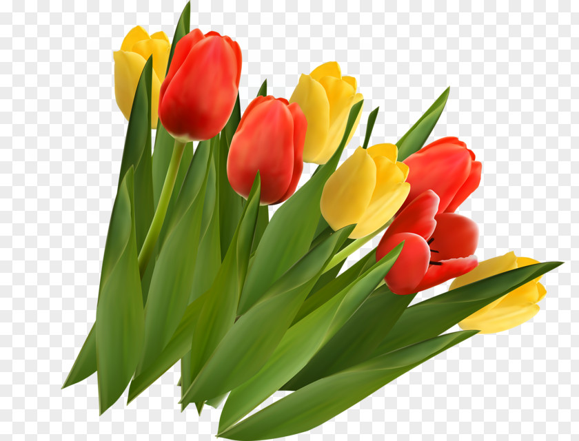 Hand-painted Tulip Flower Clip Art PNG