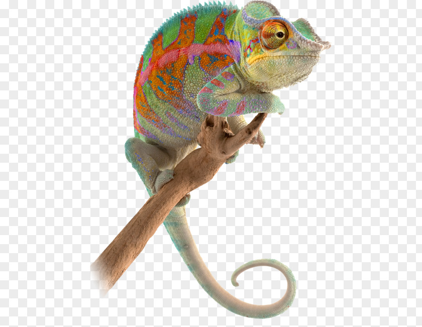 Lizard Chameleons Reptile Animal Novopac SA PNG