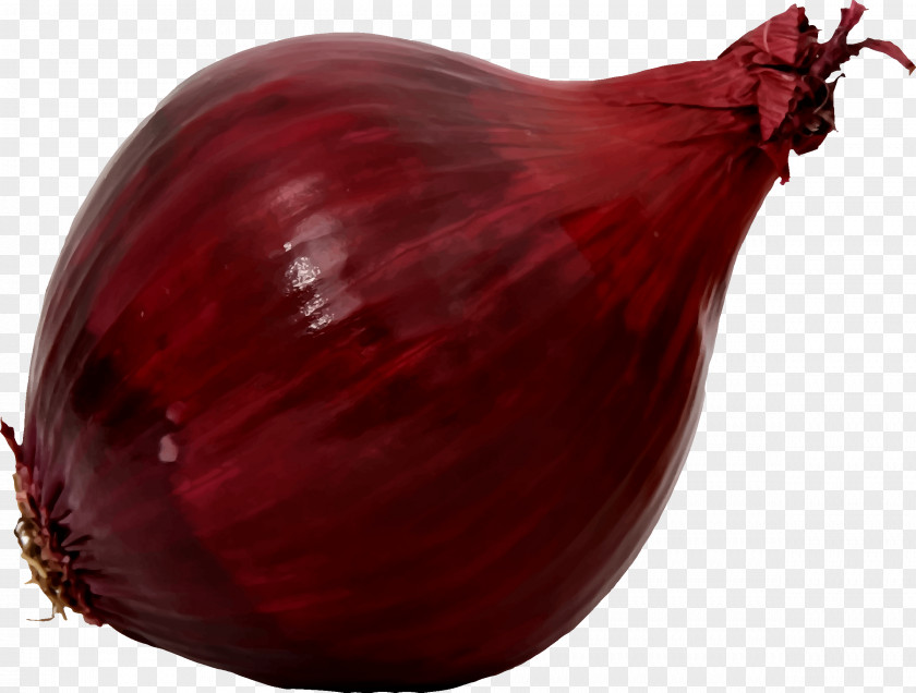 Cabbage Shallot Red Onion Food Clip Art PNG