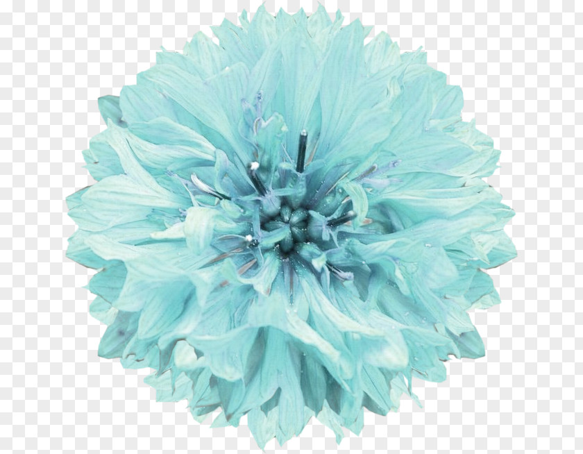Cut Flowers Turquoise Pom-pom PNG