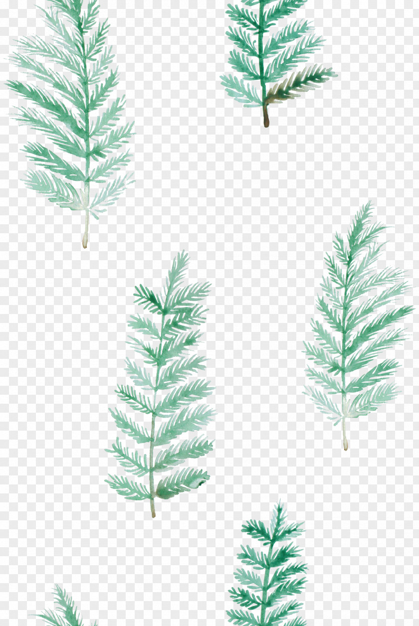 Fern Desktop Wallpaper Succulent Plant PNG