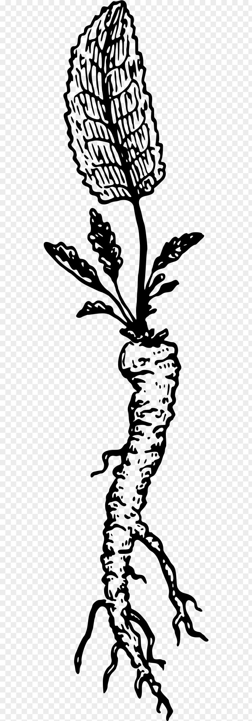 Horseradish Root Drawing Clip Art PNG