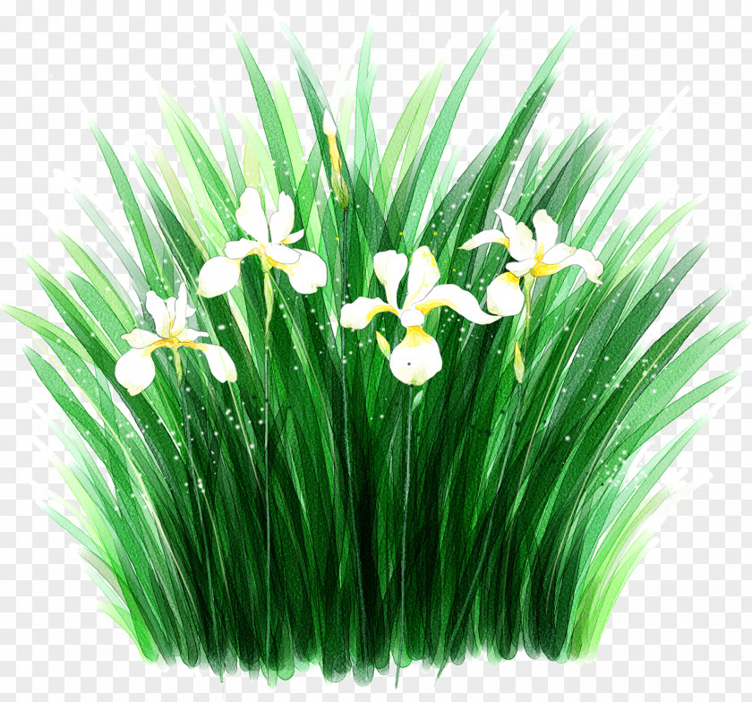 Orchids Flower Desktop Wallpaper Irises Clip Art PNG