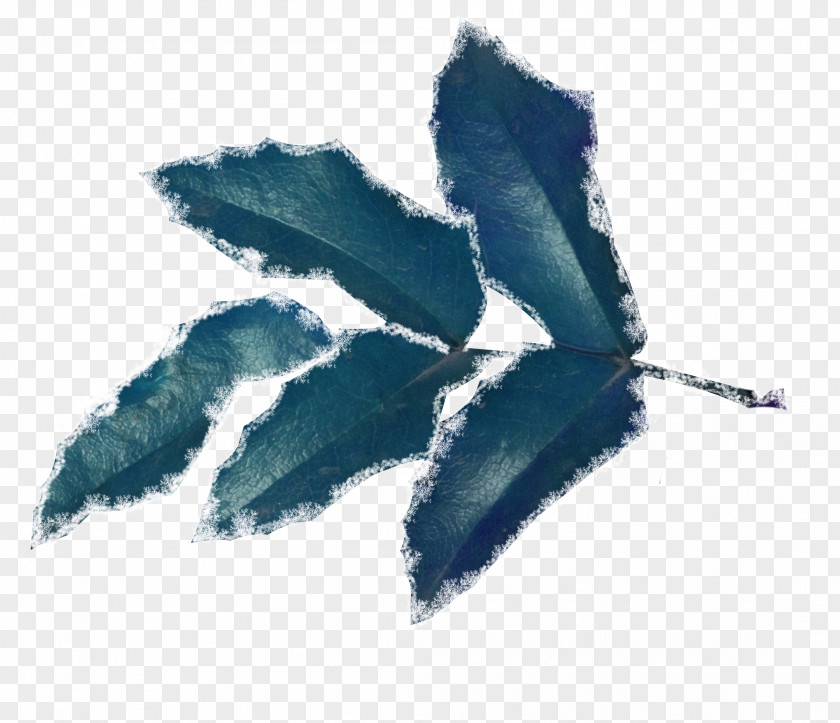 Snow Blue Foliage Winter Insect Quotation Clip Art PNG