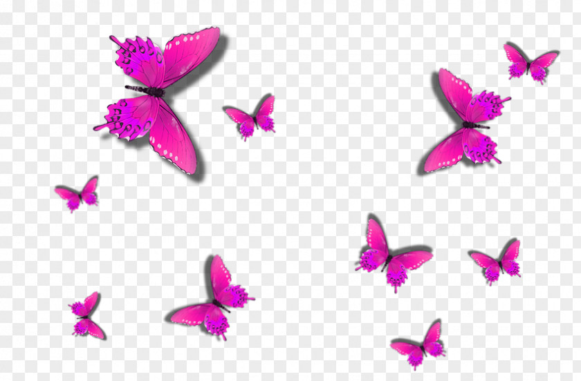 Tempo Butterfly Papilio Ulysses PNG