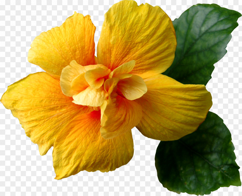 Tropical Flower Yellow Clip Art PNG