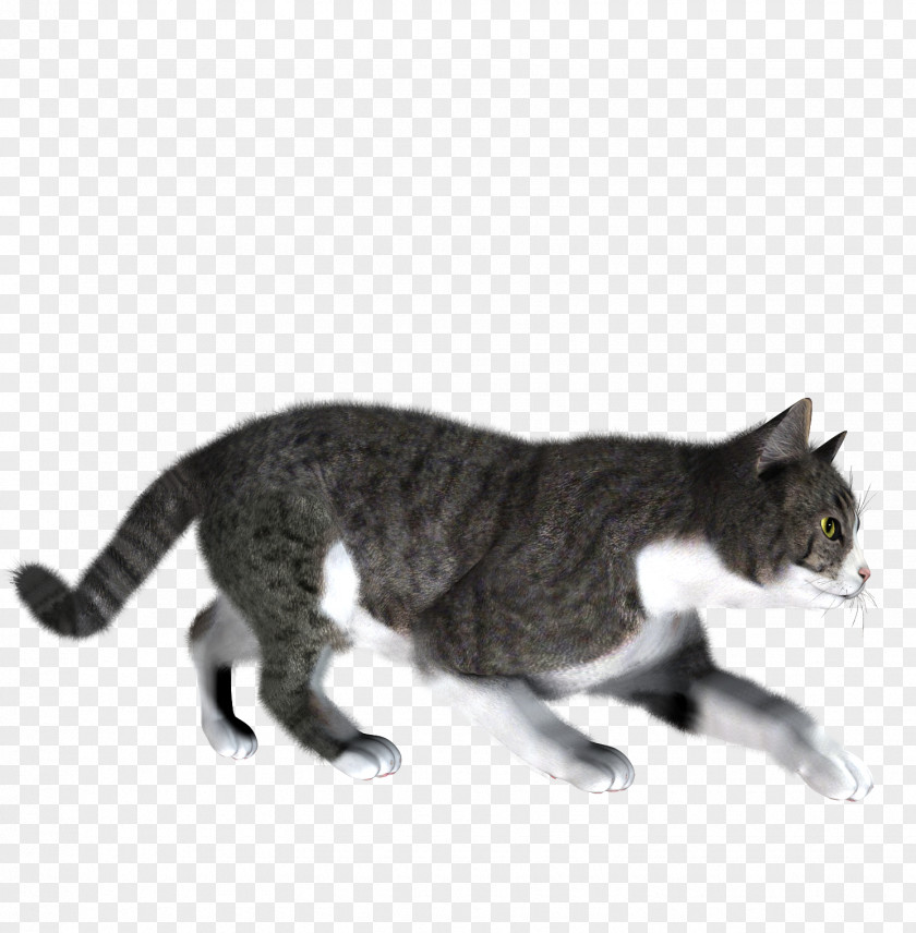 Cat Image, Free Download Picture, Kitten Dog PNG