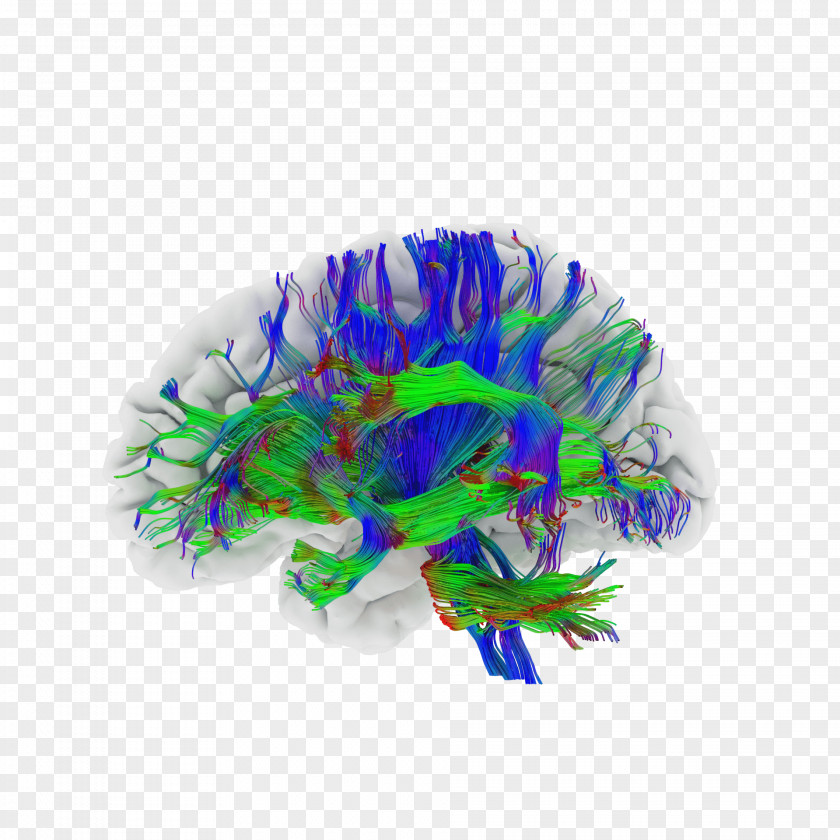 Fibers Brain Comparative Anatomy Organism Neuroanatomy PNG