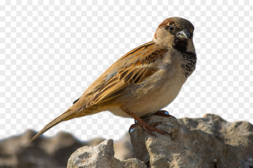House Sparrow Ortolan Bunting Finches PNG