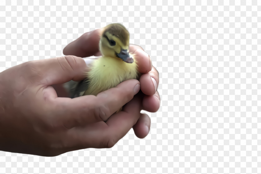 Livestock Adaptation Bird Duck Water Ducks, Geese And Swans Beak PNG