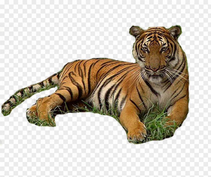 Tiger Werecat Download PNG