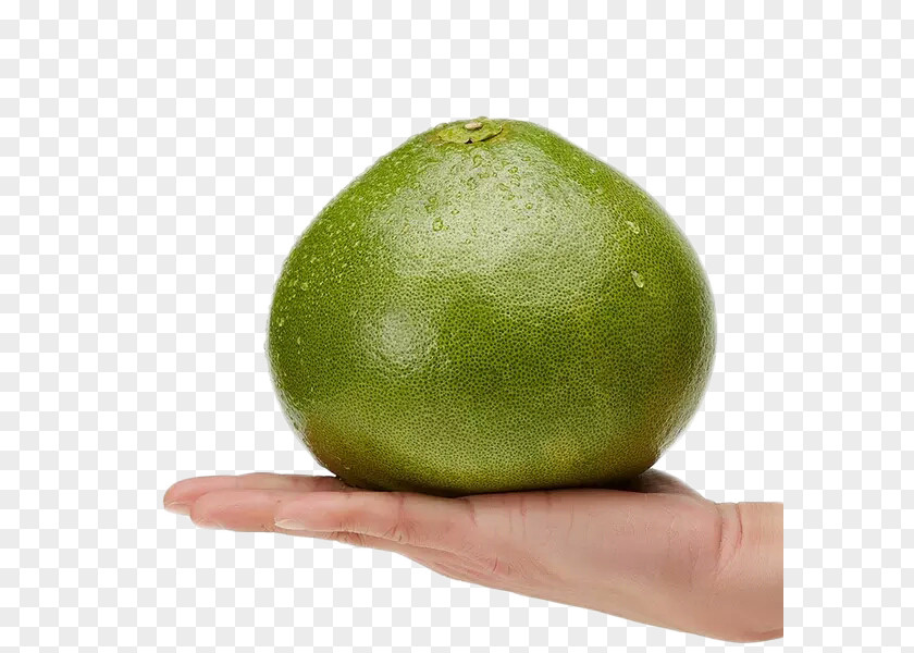 Waved Green Grapefruit Stock Image Key Lime Pomelo Persian PNG