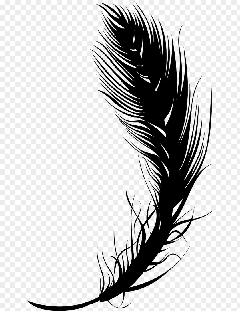 Black Feather Quill Pen PNG