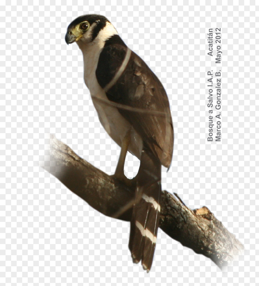 Collared Forest Falcon Barred Hawk Bird PNG