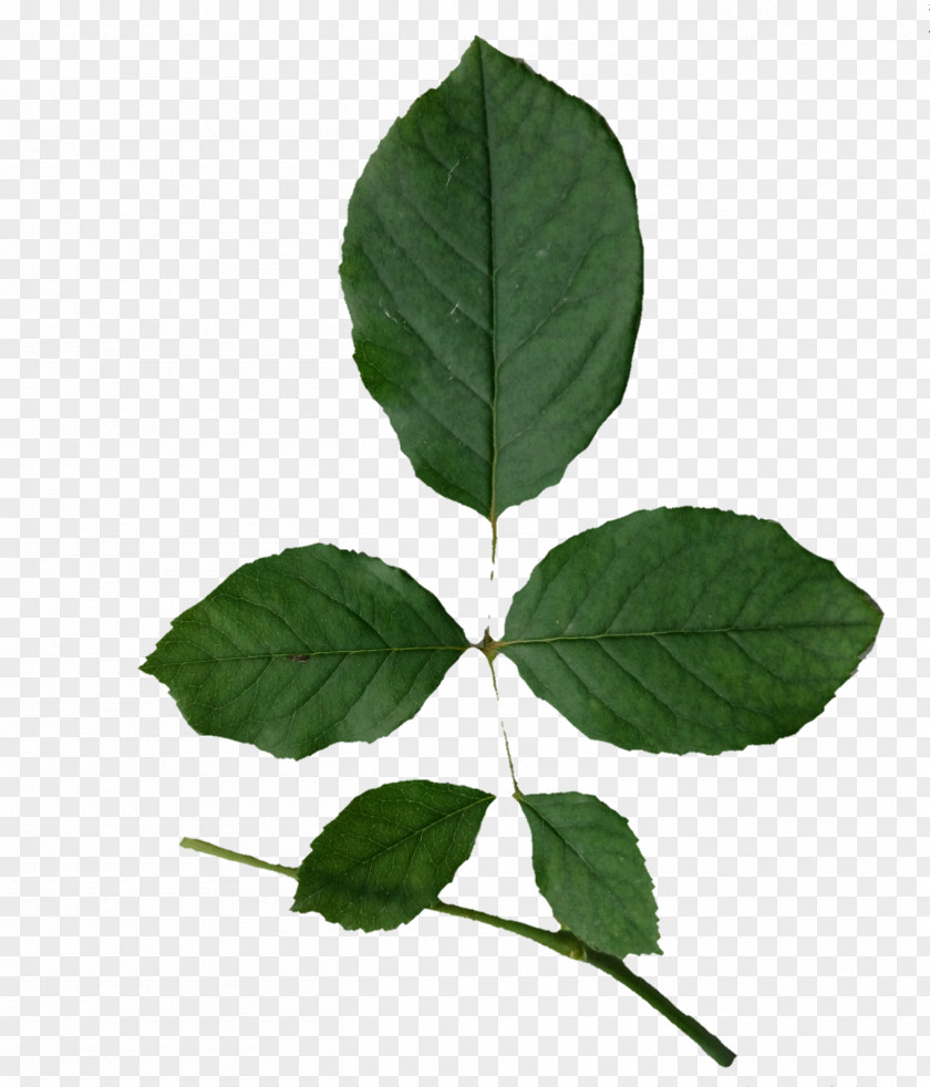 Insta Leaf Plant Stem Tree PNG
