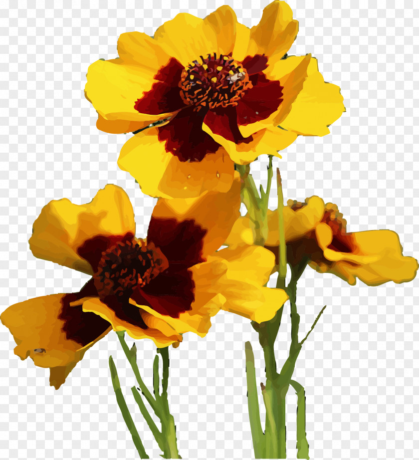 Kunlun Snow Daisy Flowers Vector Material Flowering Tea Floral Design Chrysanthemum Xd7grandiflorum PNG