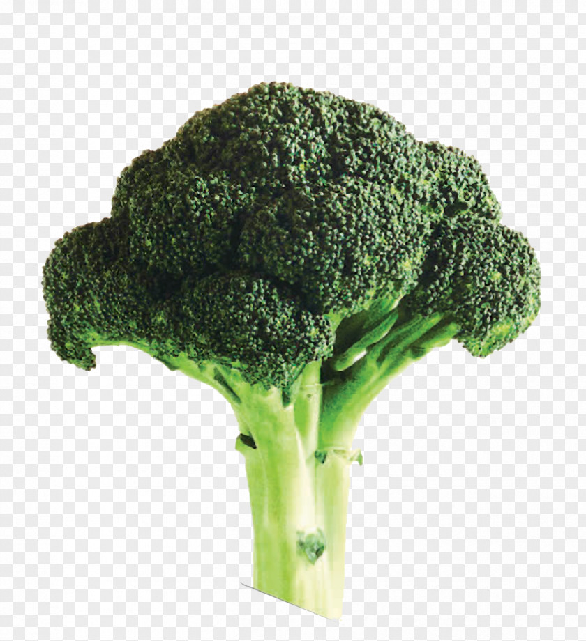 Oversized A Broccoli Soup Organic Food Farming PNG