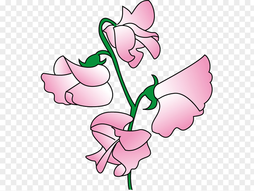 Pink Peas Cliparts Sweet Pea Flower Clip Art PNG