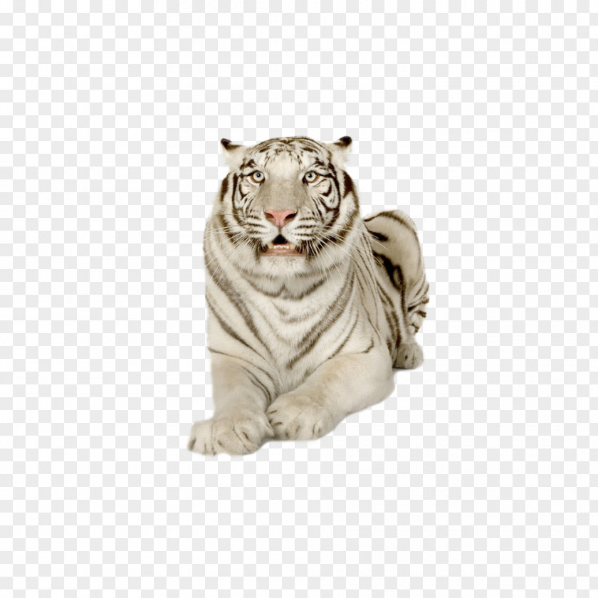 White Tiger PNG