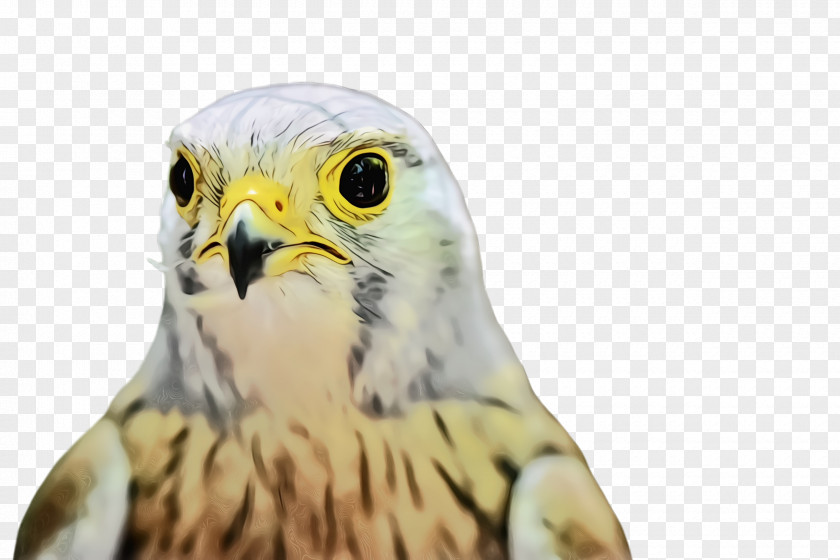 Accipitridae Kite Bird Beak Of Prey Peregrine Falcon PNG