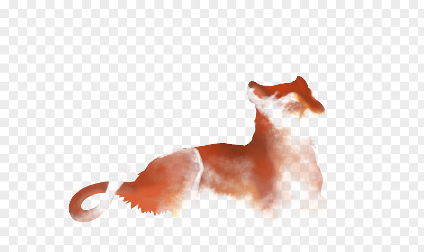 Cat Whiskers Red Fox Snout Tail PNG