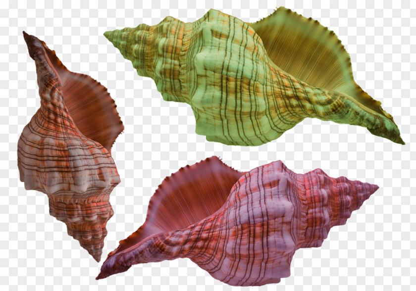 Conch With Gorgeous Stripes Euclidean Vector Gratis PNG
