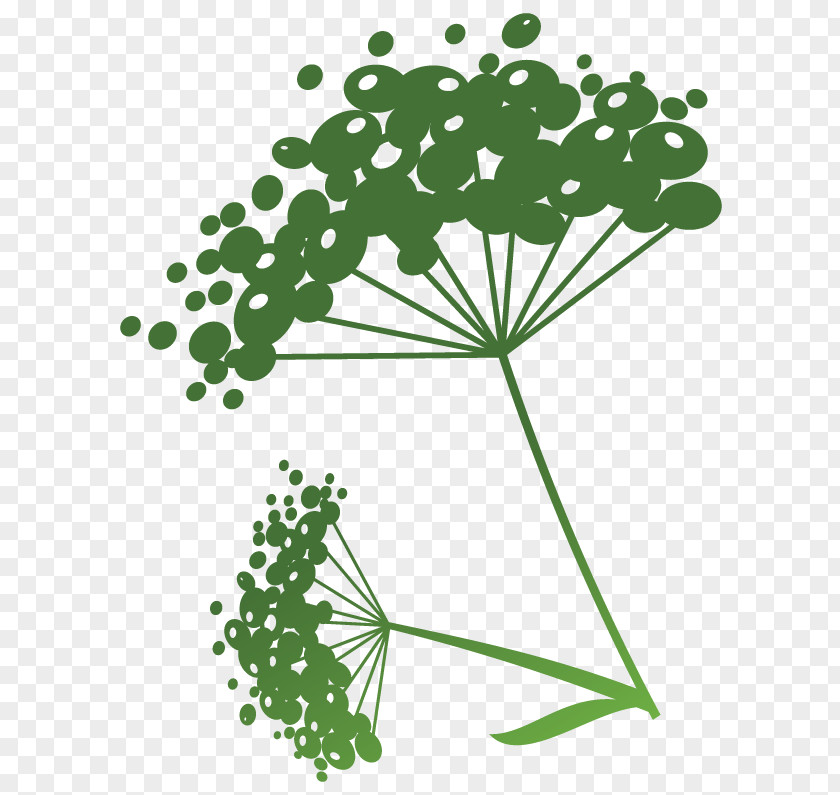 Line Flowering Plant Green Point Clip Art PNG