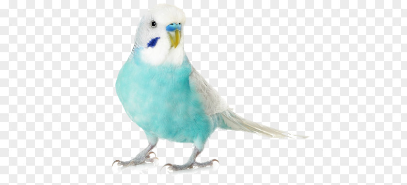 Parrot Budgerigar Lovebird Cockatiel PNG