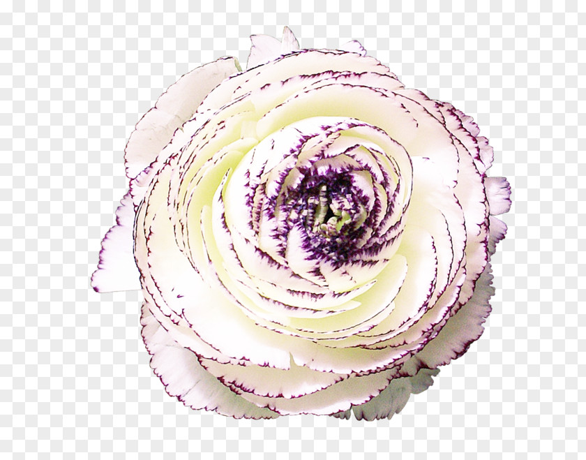 Purple Cut Flowers RGB Color Model PNG