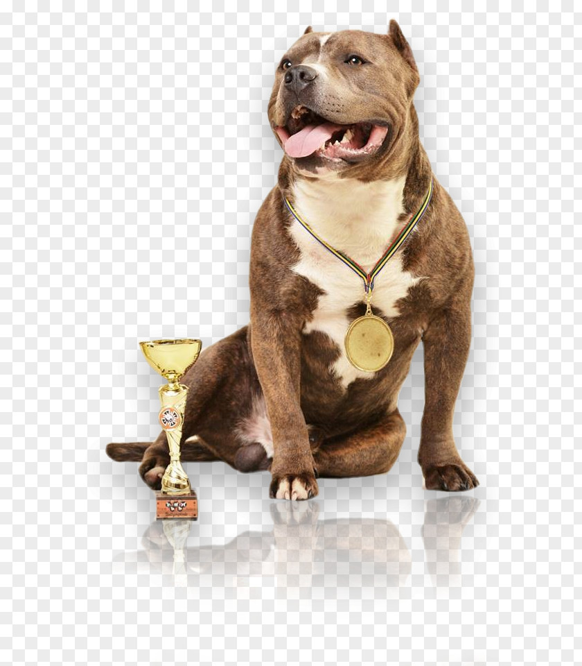 American Bully Dog Breed Pit Bull Terrier Collar PNG