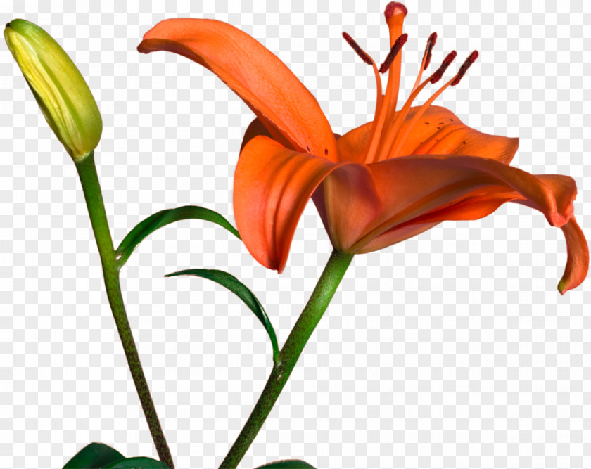 Cut Flowers Bud Plant Stem Daylily Clip Art PNG