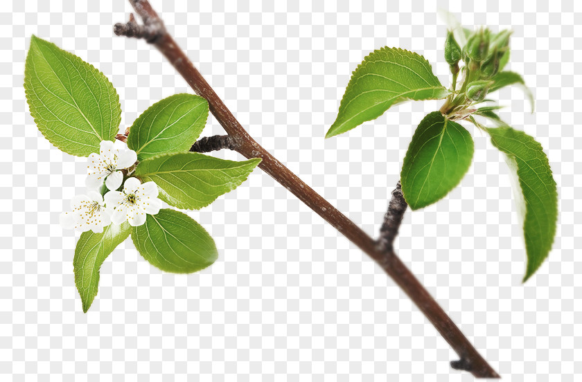 Dessert Twig Branch Apple Crisp Ice Cider PNG