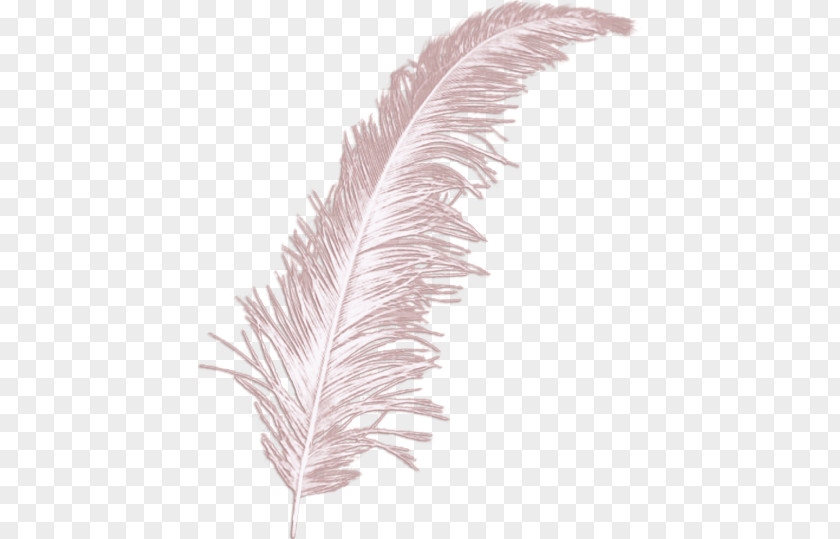 Feather Bird Wing PNG