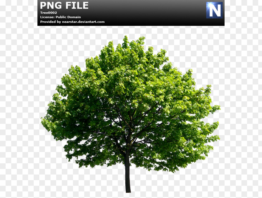 Ficus Tree Ulmus Minor Lossless Compression PNG