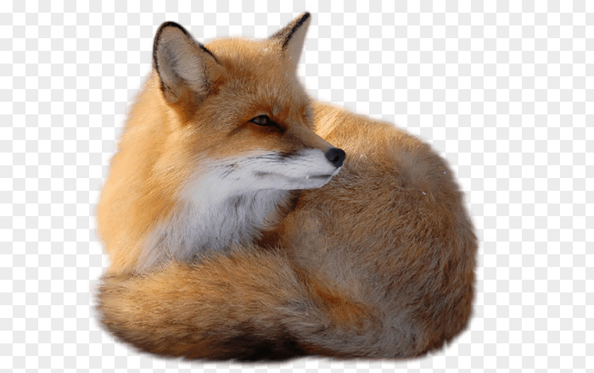 Fox Red Clip Art PNG