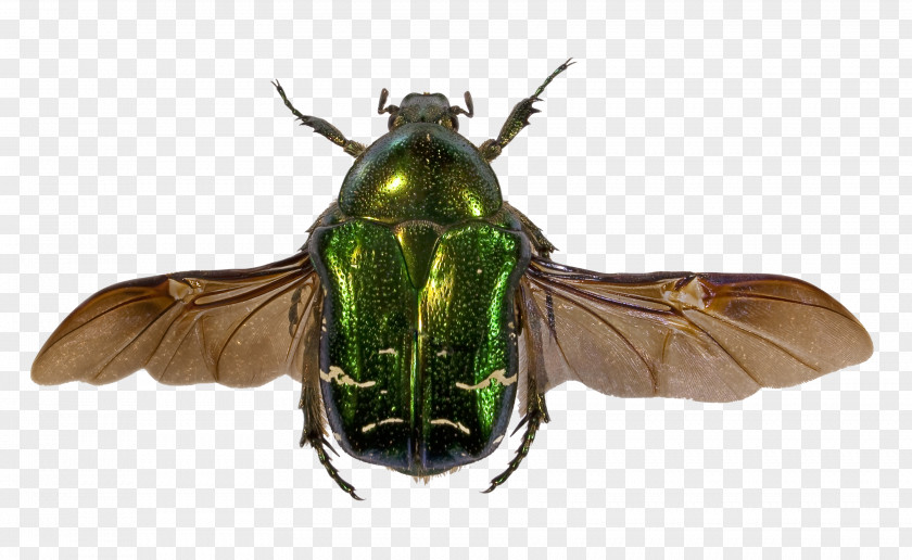 Insect Closeup Beetle Flower Chafer Goliathus Cetonia Aurata Wing PNG