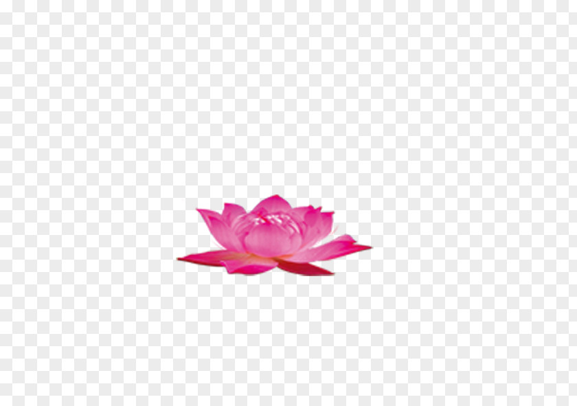 Lotus Nelumbo Nucifera Download Aquatic Plant PNG