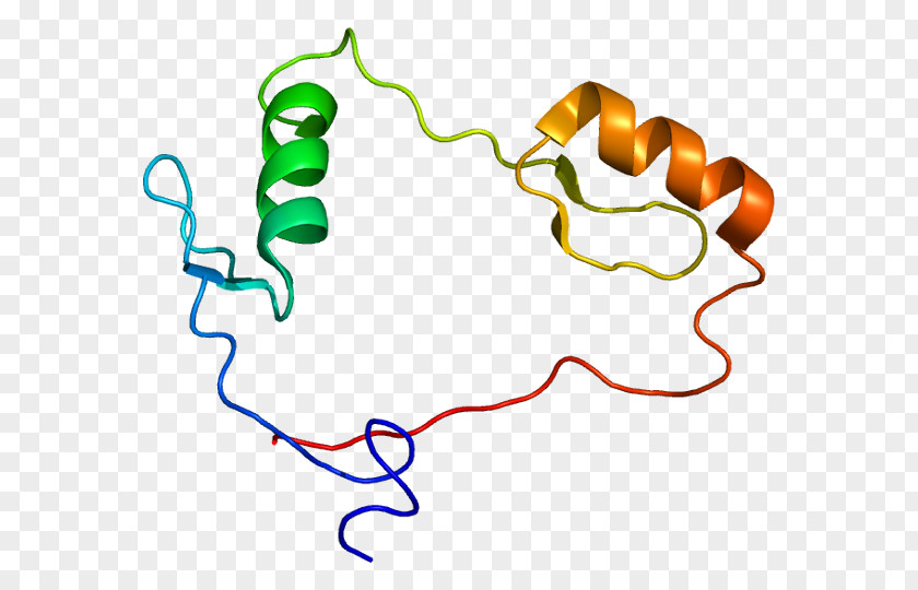 Nucleus CTCF Insulator Transcription Factor Zinc Finger Transcriptional Regulation PNG